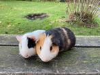 Jonge cavia’s, Cavia