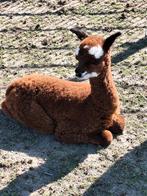 Te koop bruine alpaca merrie met bont alpacahengstje, Dieren en Toebehoren, Overige Dieren, Mei, Meerdere dieren