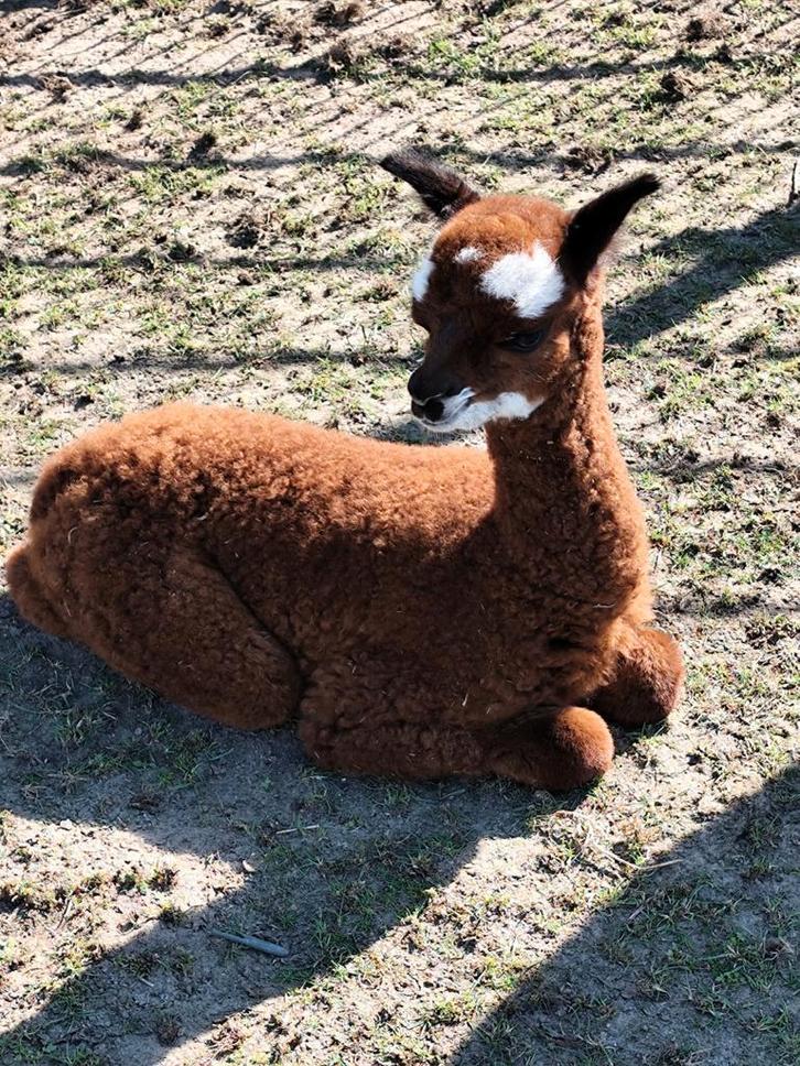 Te koop bruine alpaca merrie met bont alpacahengstje, Dieren en Toebehoren, Overige Dieren, Meerdere dieren, Mei