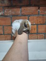 Jonge dwergkonijntjes. Leuke tamme diertjes, Dieren en Toebehoren, Hangoor