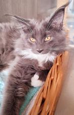 Mainecoon kitten, Dieren en Toebehoren, Katten en Kittens | Raskatten | Langhaar, Poes, Gechipt, 0 tot 2 jaar