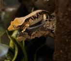 1.0 tricolor lilly white wimpergekko man, Dieren en Toebehoren