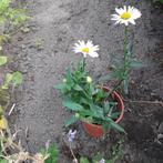 margriet vaste plant, Tuin en Terras, Ophalen, Zomer, Vaste plant