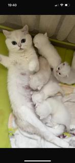 Britse korthaar kittens geboren onder vijf sterren, Dieren en Toebehoren, Katten en Kittens | Dekkaters, 0 tot 2 jaar