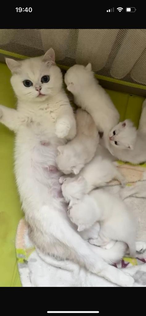 Britse korthaar kittens geboren onder vijf sterren, Dieren en Toebehoren, Katten en Kittens | Dekkaters, 0 tot 2 jaar