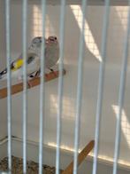 Agaatpastel Putter split witkop, Dieren en Toebehoren, Meerdere dieren, Wildzangvogel, Geringd
