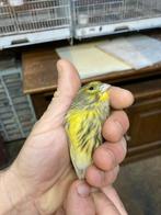 Mooie kruisers, Dieren en Toebehoren, Vogels | Overige Vogels, Mannelijk, Wildzangvogel, Geringd