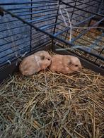 Cavia beertjes, Décembre, Mâle, Cobaye