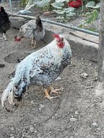 Cream Legbar haan, Dieren en Toebehoren, Mannelijk, Kip