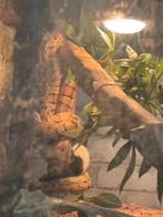 Korenslang, Animaux & Accessoires, Reptiles & Amphibiens | Accessoires, Enlèvement, Comme neuf