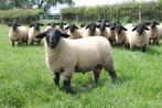 suffolk ram gezocht, Dieren en Toebehoren, Mannelijk, Schaap, 0 tot 2 jaar