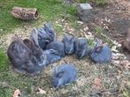 Rasechte blauw van ham