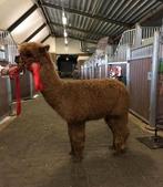 Vrouwelijke alpaca met stamboom, Januari, Vrouwelijk