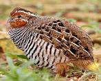 Jungle bush kwartels, Meerdere dieren, Tropenvogel