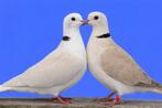 Lachduiven - 1 kweekrijp koppeltje, Animaux & Accessoires, Oiseaux | Oiseaux Autre