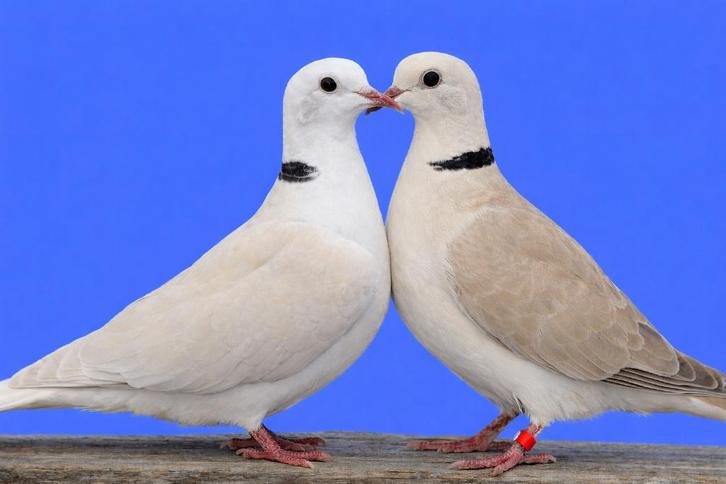 Lachduiven - 1 kweekrijp koppeltje, Animaux & Accessoires, Oiseaux | Oiseaux Autre