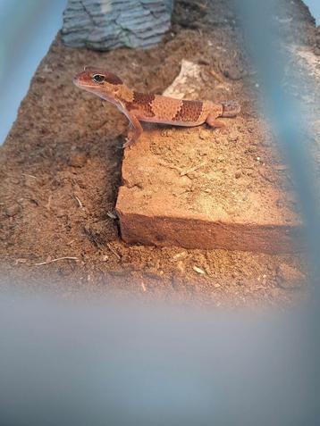 Vetstaartgekko vrouw beschikbaar  beschikbaar voor biedingen