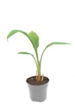 Lotusbanaan, Tuin en Terras, Planten | Tuinplanten, Ophalen, Winter