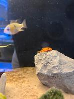 Mikrogeophagus ramirezi, Vis, Zoetwatervis