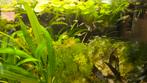 Gratis endler guppy's., Dieren en Toebehoren, Vissen | Aquariumvissen