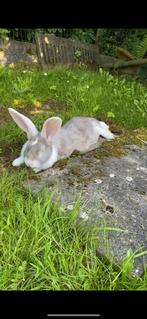 Vlaamse reus Ram beschikbaar voor dekking, Dieren en Toebehoren, Konijnen