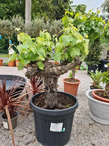 Druivelaar Bonsai - Vitis Vinifera  beschikbaar voor biedingen