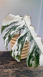 Monstera Deliciosa Albo, Huis en Inrichting, Ophalen