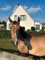 Jaarling hengst, Dieren en Toebehoren, Paarden, Hengst