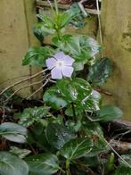 Pervenche, plante couvre sol, aime les endroits à mi ombre, Enlèvement ou Envoi, Printemps