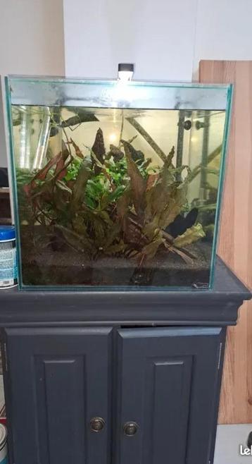 aquarium complet beschikbaar voor biedingen