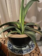 Plant aloe vera, Huis en Inrichting, Kamerplanten, Ophalen of Verzenden