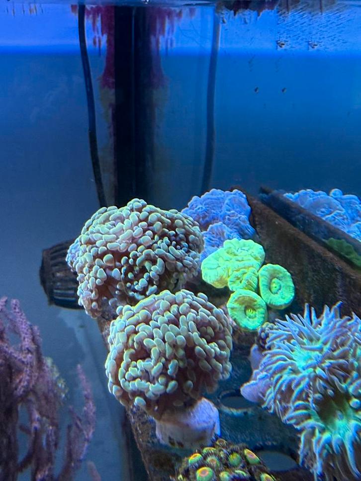 Stekjes, Dieren en Toebehoren, Vissen | Aquaria en Toebehoren, Zo goed als nieuw, Ophalen