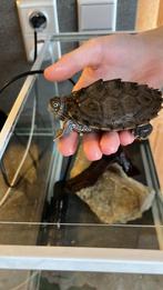 Waterschildpad te koop (met certificaat) + toebehoren, Met terrarium, 0 tot 2 jaar, Schildpad