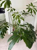 Philodendron op stam (Philodendron 'Fun Bun') H140, Ophalen, 100 tot 150 cm, Overige soorten, Halfschaduw