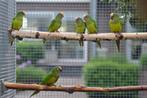 aratinga solstitialis, eupsittula aurea, aratinga weddellii,, Meerdere dieren, Parkiet, Geringd