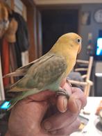 Fischeri zeer tam en unieke kleur, Domestique