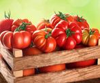 Biologische tomatenplanten (veel verschillende soorten), Tuin en Terras, Planten | Tuinplanten, Ophalen
