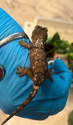 M Chahoua , white collar, Dieren en Toebehoren