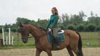 Wandelpaard / therapiepaard of weidemaatje, Dieren en Toebehoren, Paarden, Gechipt, Ruin, Zadelmak, 3 tot 6 jaar