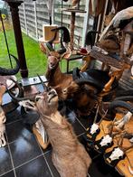 Jacht trofee en geweien, Antiek en Kunst, Ophalen