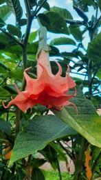 Brugmansia, Tuin en Terras, Ophalen