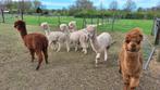 alpaca's, Dieren en Toebehoren