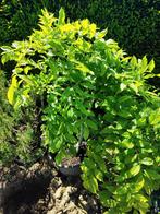 startplant bonsai blauwe wisteria, Tuin en Terras, Planten | Struiken en Hagen, Ophalen