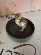 Kuikens, Dieren en Toebehoren, Pluimvee