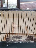 Zeer mooie ino pop roodmus 2025, Dieren en Toebehoren, Vogels | Overige Vogels, Meerdere dieren, Tropenvogel, Geringd