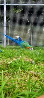 ara papegaai, Dieren en Toebehoren, Vrouwelijk, Papegaai, Pratend