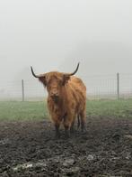 Schotse hooglanders, Dieren en Toebehoren, Runderen, Vrouwelijk, 0 tot 2 jaar