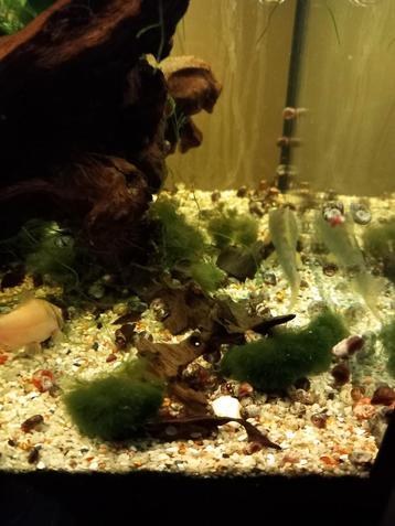 200 voor 8 euro: 0,04 euro per stuk + gratis
Slakken plannen beschikbaar voor biedingen