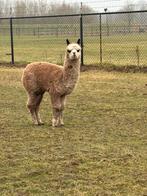 Alpaca merrie met hengstveulen te koop!, Dieren en Toebehoren, Juli, Meerdere dieren