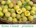 REINE CLAUDE PRUIMENBOMEN: HALFSTAM 20€/Stuk, LAAGSTAM 15€/S, Tuin en Terras, Ophalen, 250 tot 400 cm, Pruimenboom, Lente